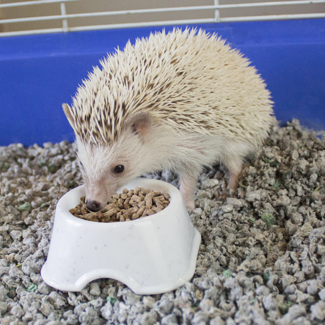 Lifestyle-Image showing Vita Smart Hedgehog