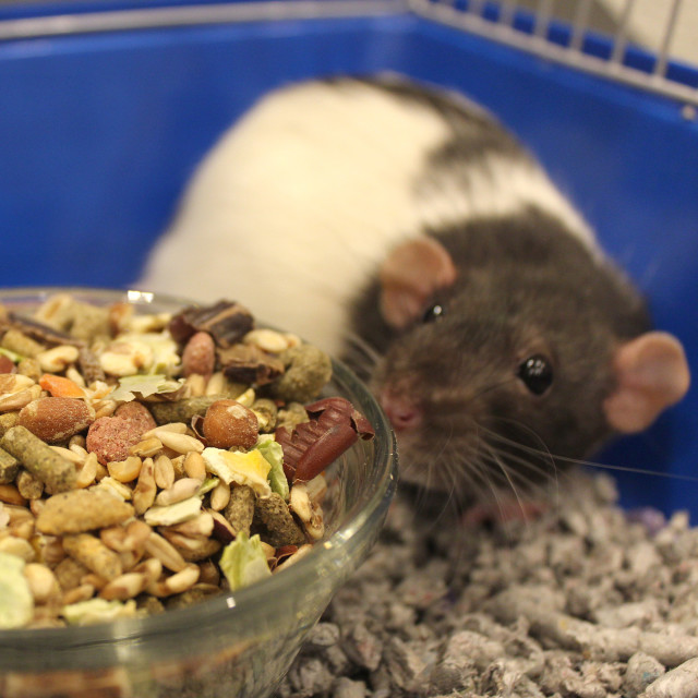 Lifestyle-Image showing Vita Smart Rat, Mouse & Gerbil