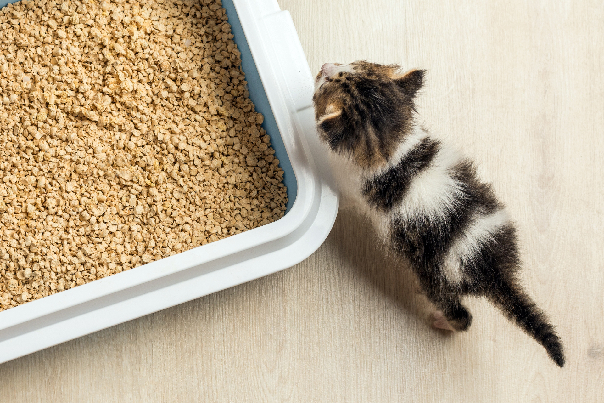 Adopting A Cat - Cat Friendly Homes
