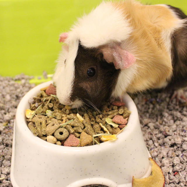 Lifestyle-Image showing Vita Smart Guinea Pig