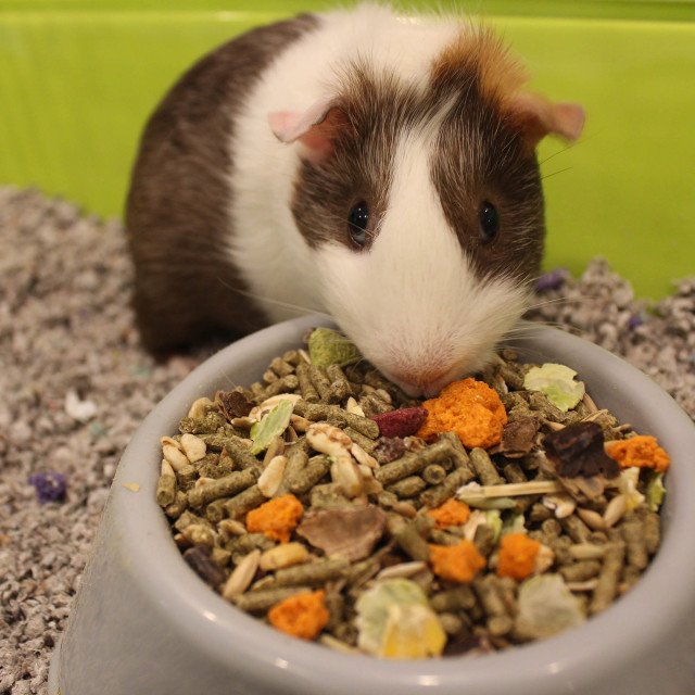 Lifestyle-Image showing Menu Guinea Pig