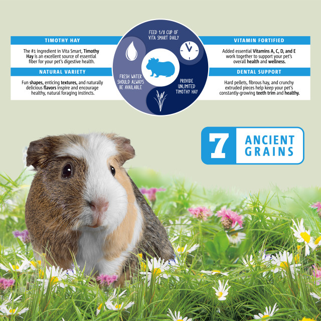 Feature-Image showing Vita Smart Guinea Pig